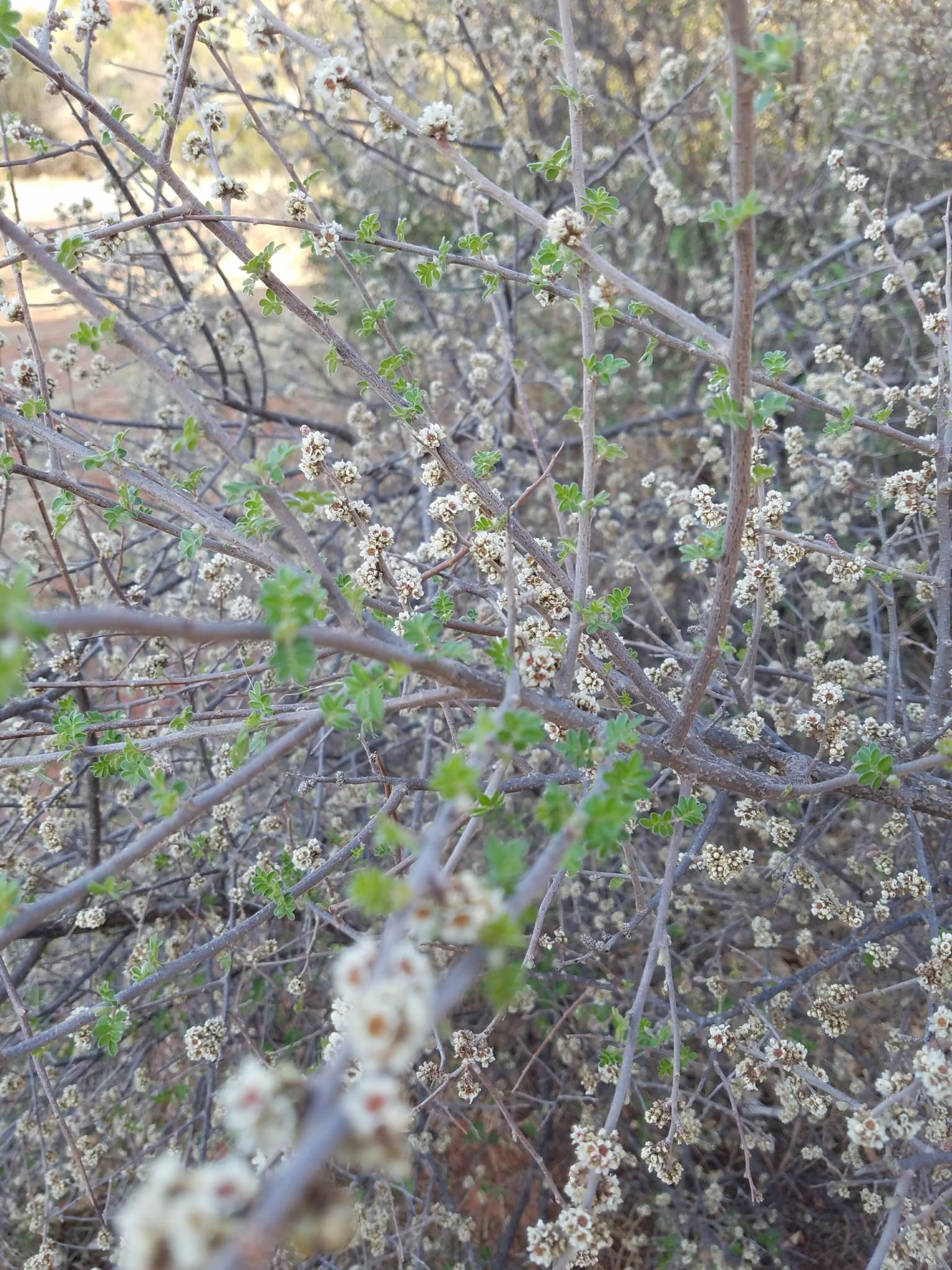 Rhus microphylla 
